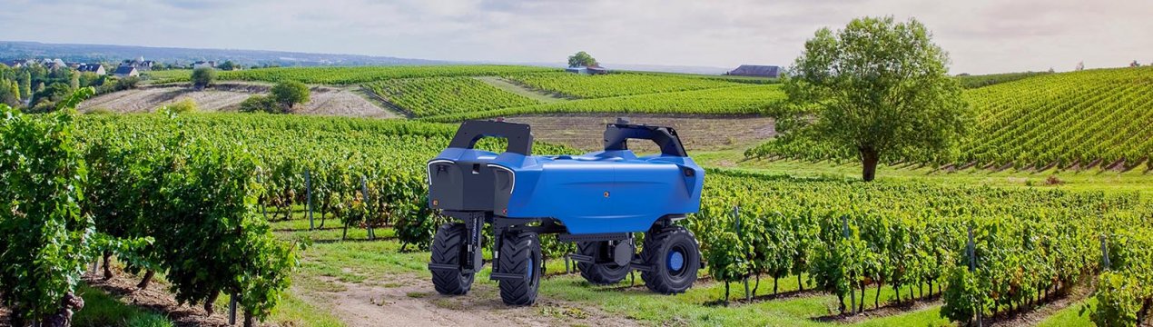 Французькі роботи відразу займуться виноградом