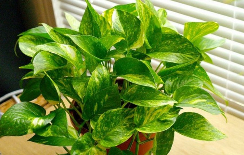 Сциндапсус золотистий Сциндапсус золотистий