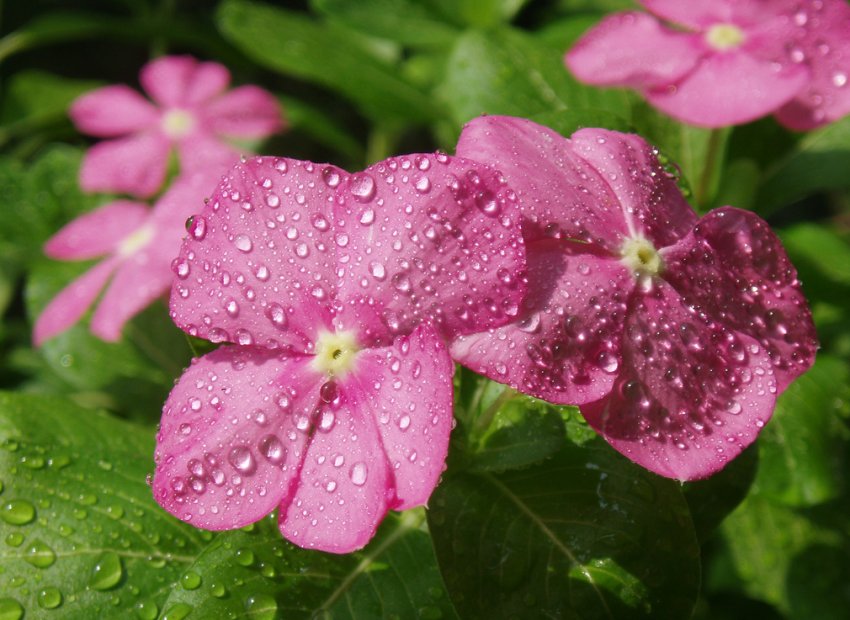 Бальзамін уоллера Бальзамін уоллера