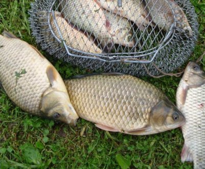 Як ловити карася на пінопластові кульки