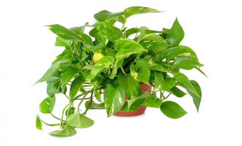 Сциндапсус золотистий Сциндапсус золотистий