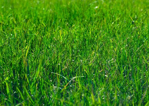 Що робити, якщо газонна трава росте погано і нерівномірно