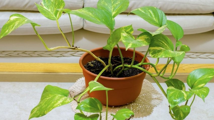 Сциндапсус золотистий Сциндапсус золотистий