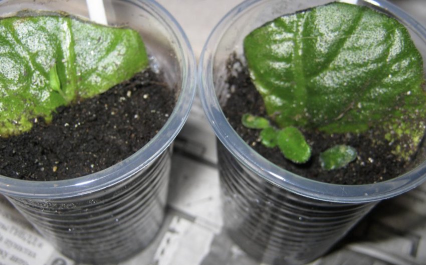 Розмноження листом