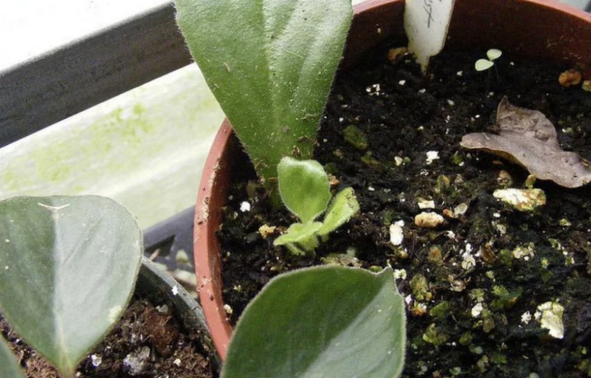 Розмноження листом