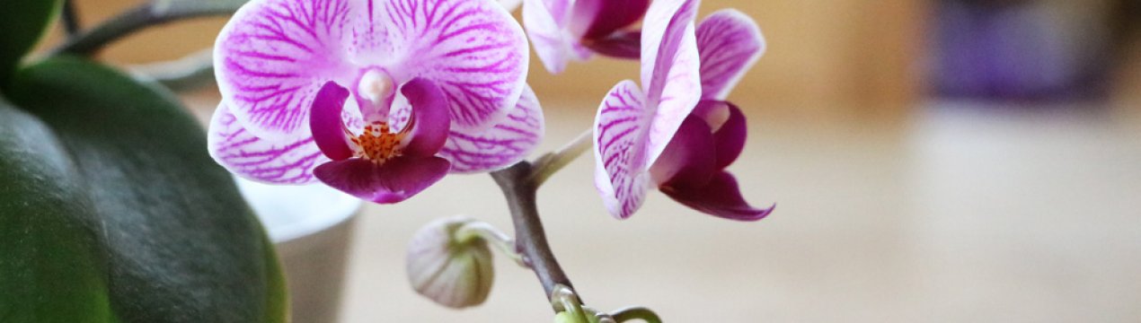 Що робити, якщо фаленопсис не цвіте?