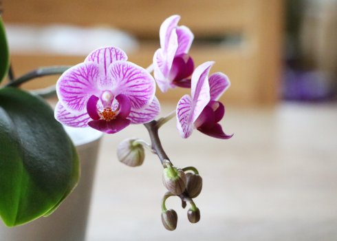 Що робити, якщо фаленопсис не цвіте?