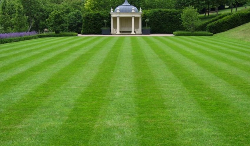 Партерний газон