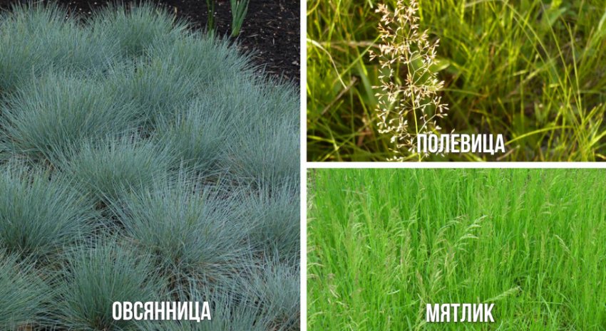 Трава для звичайного газону