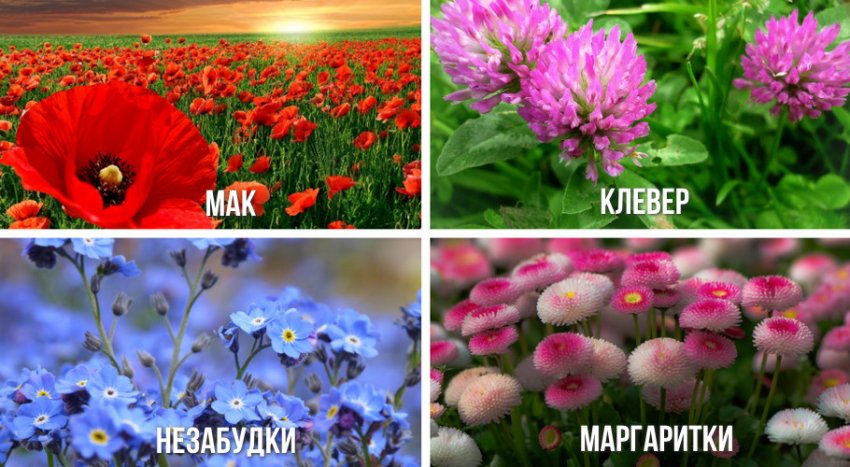 Рослини для мавританського газону