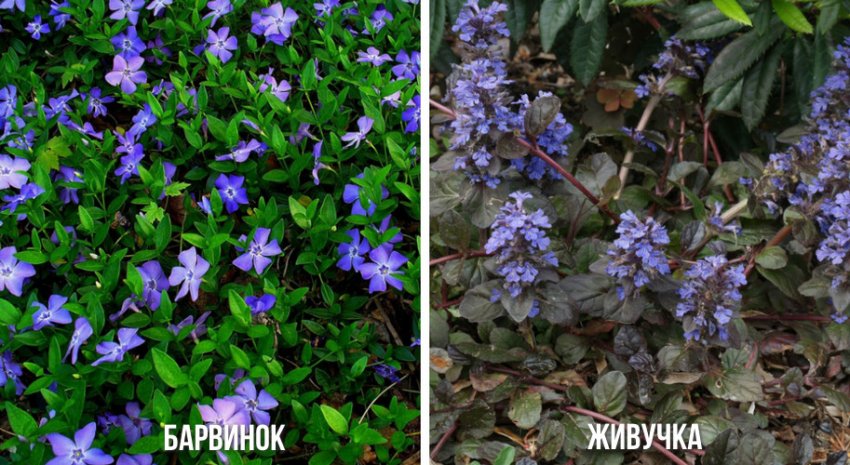 Рослини для тінетримаючого газону