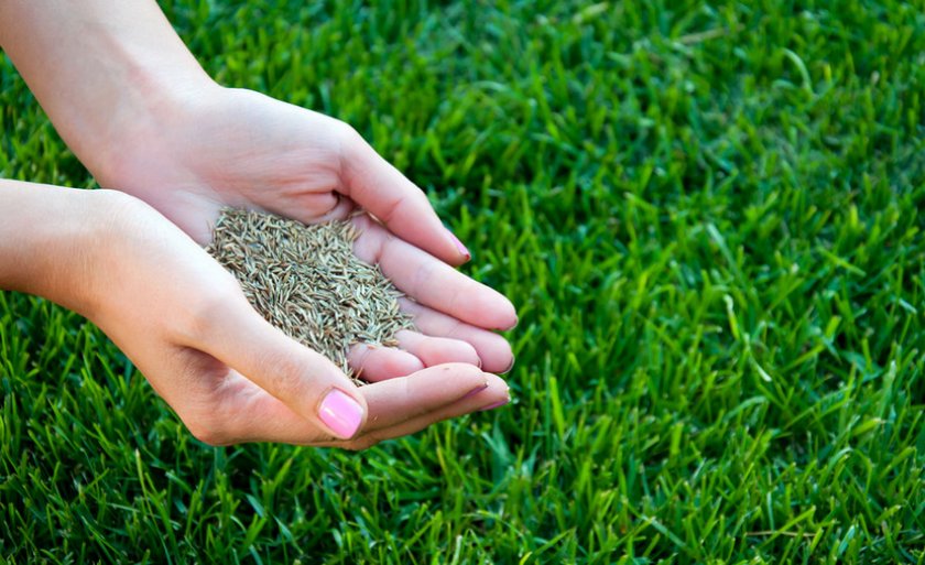 Посев газона: как и когда сеять на участке, как посадить своими руками