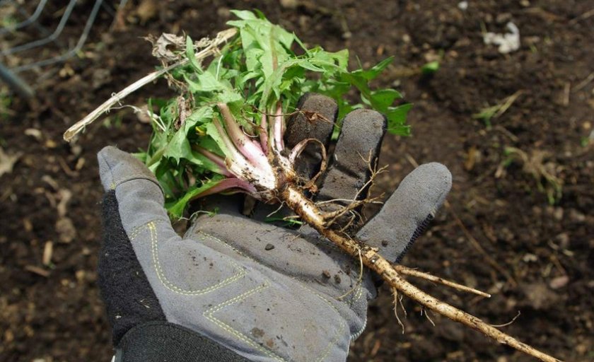 Посев газона: как и когда сеять на участке, как посадить своими руками