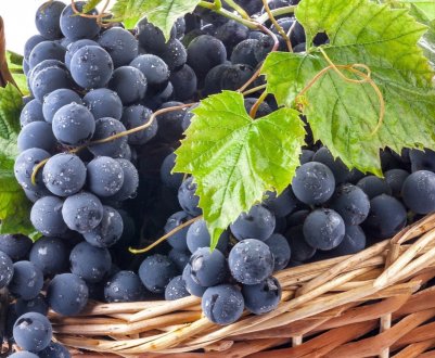 Це прорив! В Італії створили шкіру з рослин