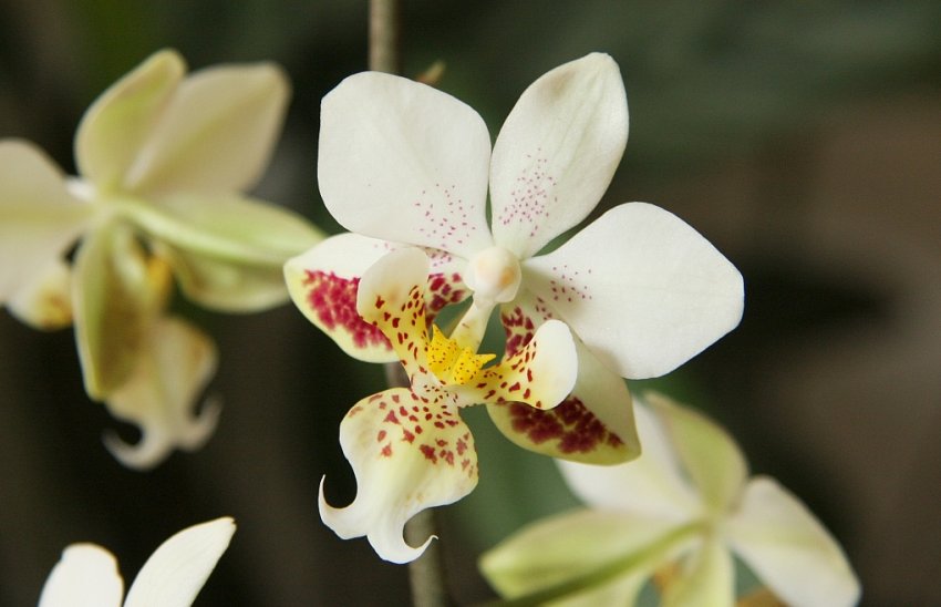 Фаленопсис