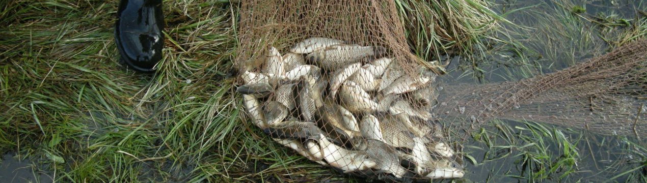 Як зробити вершу на карася своїми руками