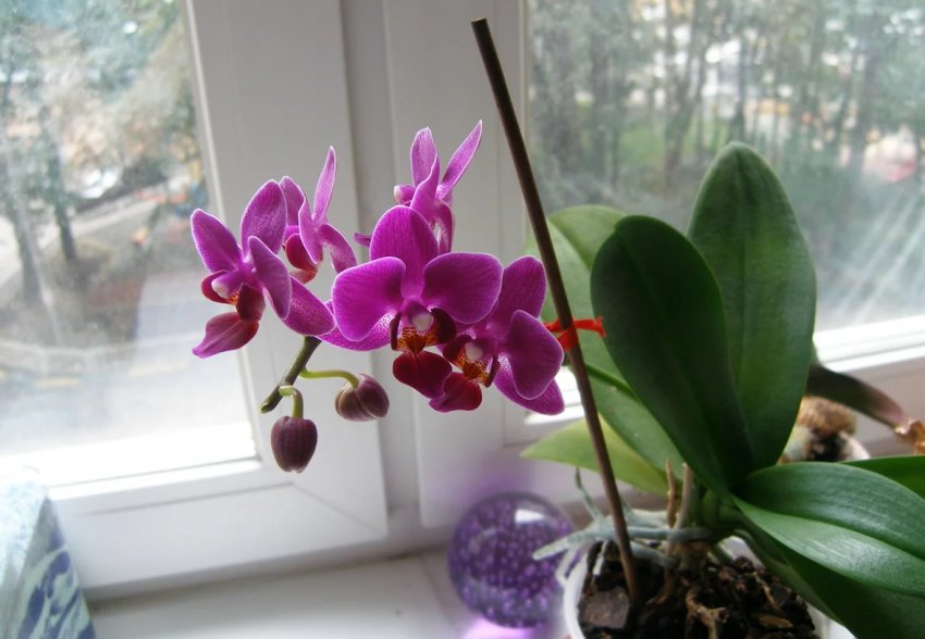 Фаленопсис