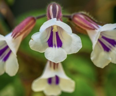 Квітка хирита: догляд в домашніх умовах