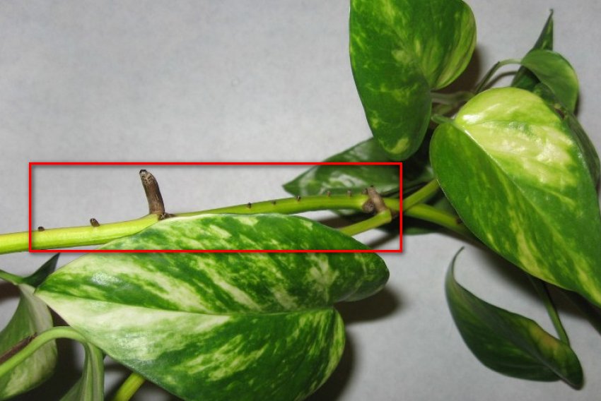 Розмноження відводками Розмноження відводками