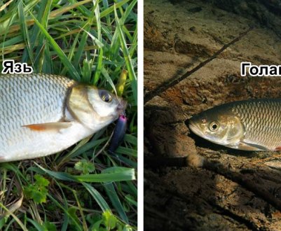 Відмінності між рибами: жерех, язь і головень