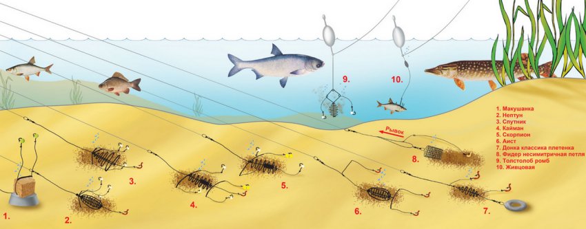 Ловля сазана на фідерну снасть