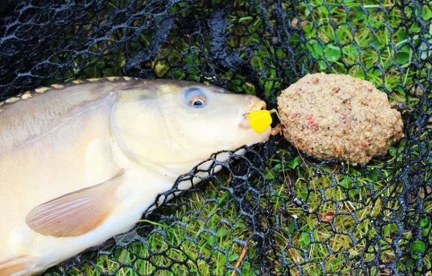 Ловля сазана