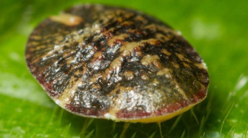 Щитівка Щитівка