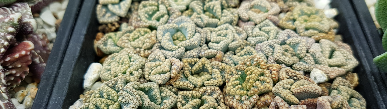 "Пустельний камінь" титанопсис: 10 фактів про незвичайний сукулент