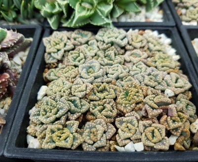 "Пустельний камінь" титанопсис: 10 фактів про незвичайний сукулент