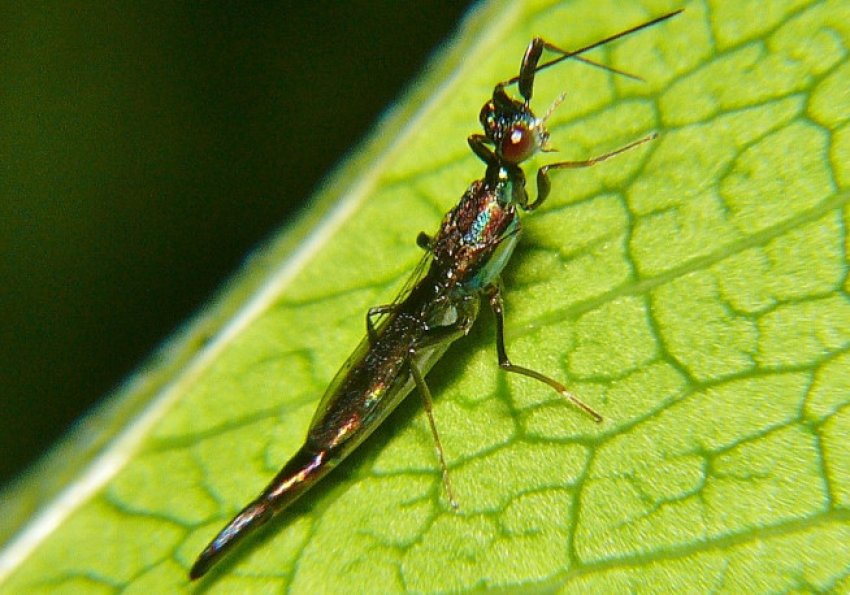 Трипси Трипси