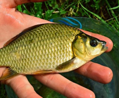 Приготування мастирки для карася і ловля на неї