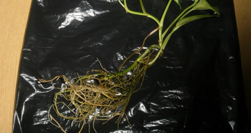 Коренева гниль Коренева гниль