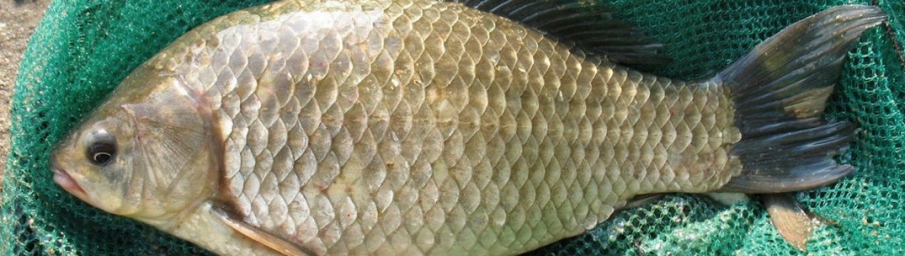 Ловля карася в дощову погоду