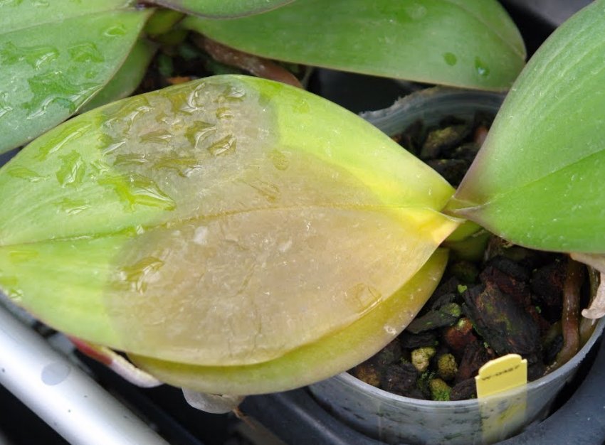 Коричнева гниль