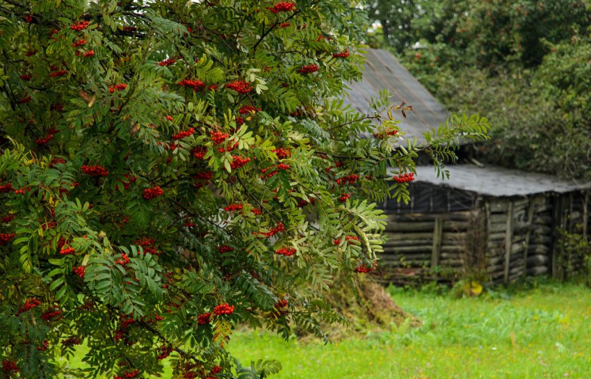 Горобина в ландшафтному дизайні