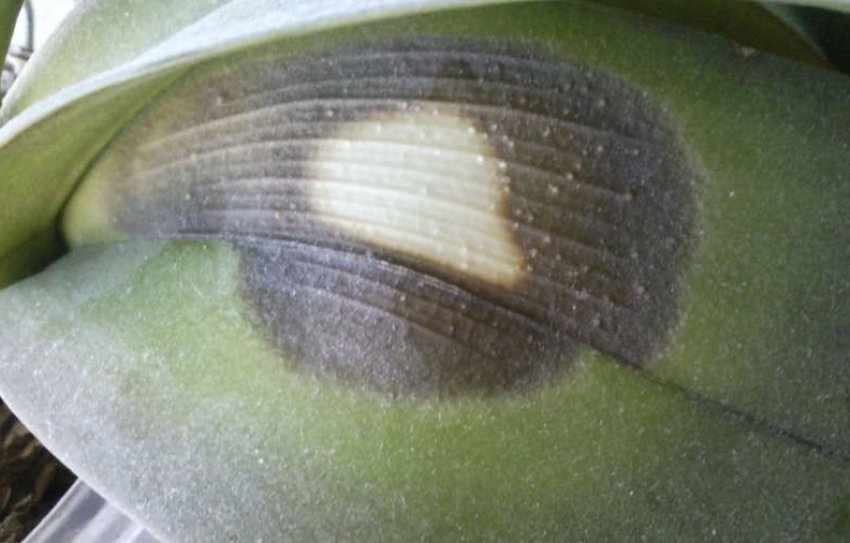 Плямистість