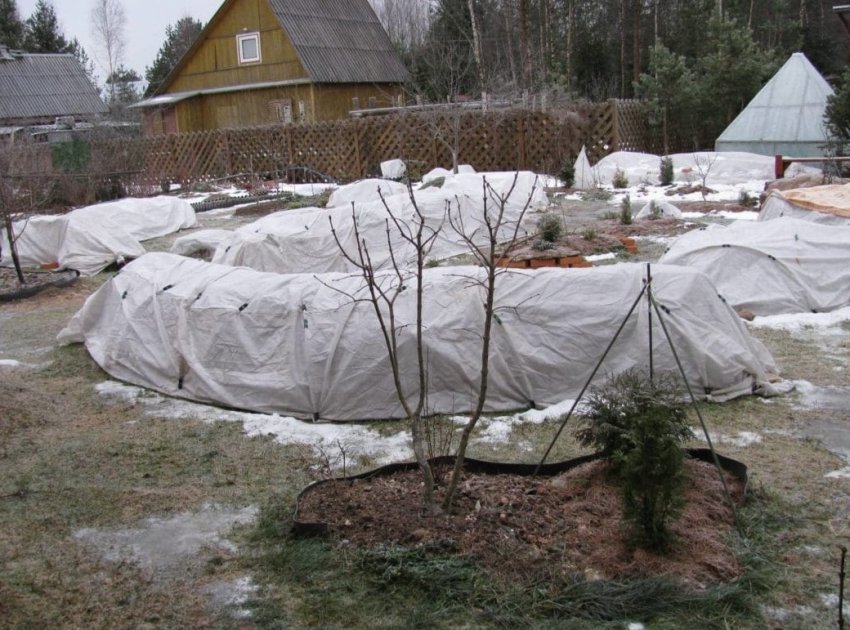 Лунний календар городника на лютий 2020 року Лунний календар городника на лютий 2020 року