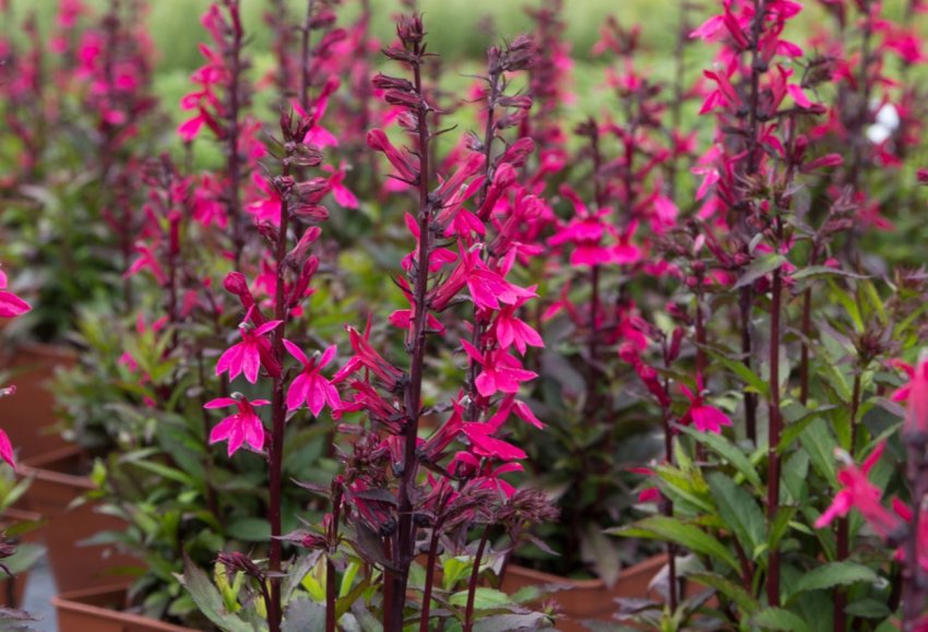 Місячний календар садівника на лютий 2020 року Місячний календар садівника на лютий 2020 року