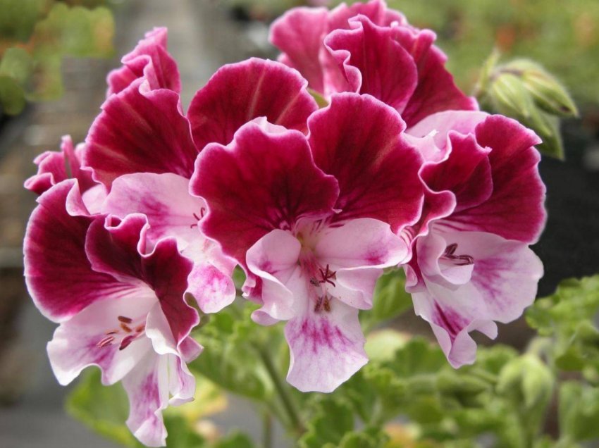 Місячний календар садівника на лютий 2020 року Місячний календар садівника на лютий 2020 року