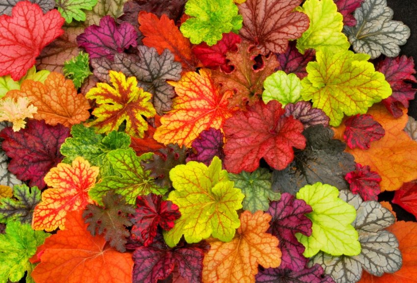 Місячний календар садівника на лютий 2020 року Місячний календар садівника на лютий 2020 року