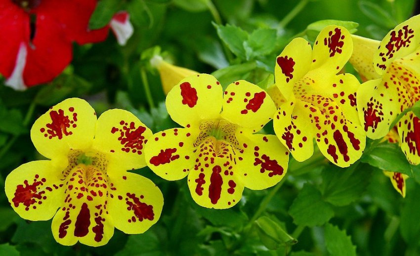 Місячний календар садівника на лютий 2020 року Місячний календар садівника на лютий 2020 року