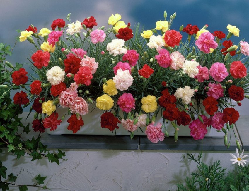 Місячний календар садівника на лютий 2020 року Місячний календар садівника на лютий 2020 року