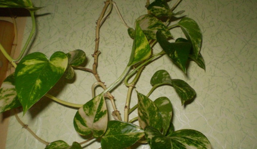 Опадання листя Опадання листя