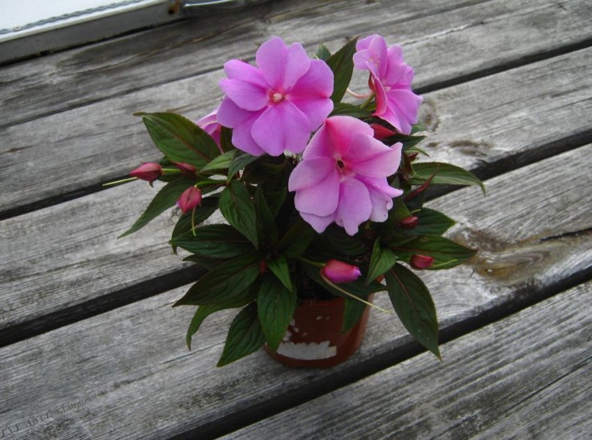 Лунний календар садівника на Лютий 2020 року Лунний календар садівника на Лютий 2020 року