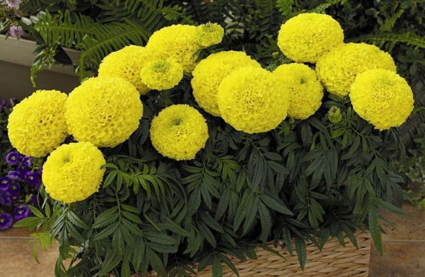 Лунний календар садівника на Лютий 2020 року Лунний календар садівника на Лютий 2020 року