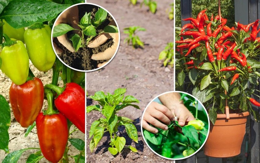 Лунний календар огородника на лютого 2020 року Лунний календар огородника на лютого 2020 року