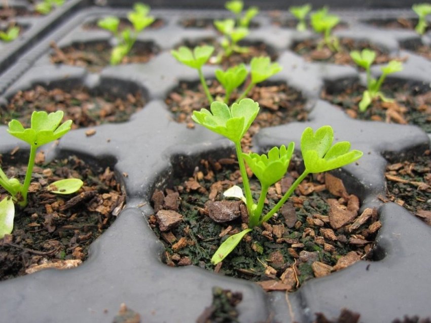 Лунний календар огородника на лютого 2020 року Лунний календар огородника на лютого 2020 року