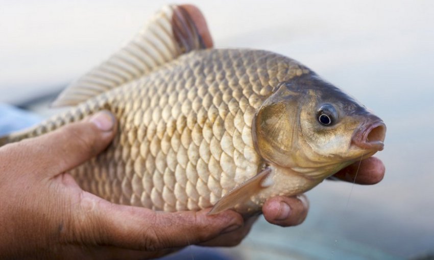 Ловля карася