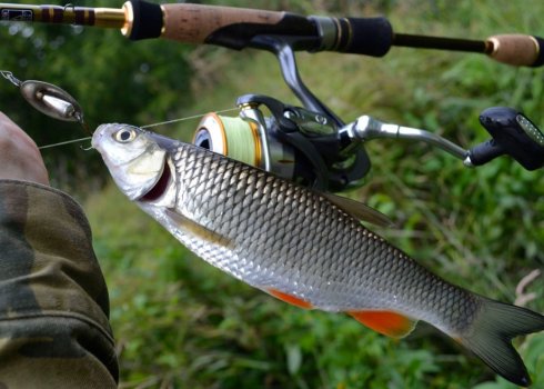 Особливості лову головня на поплавкову вудку