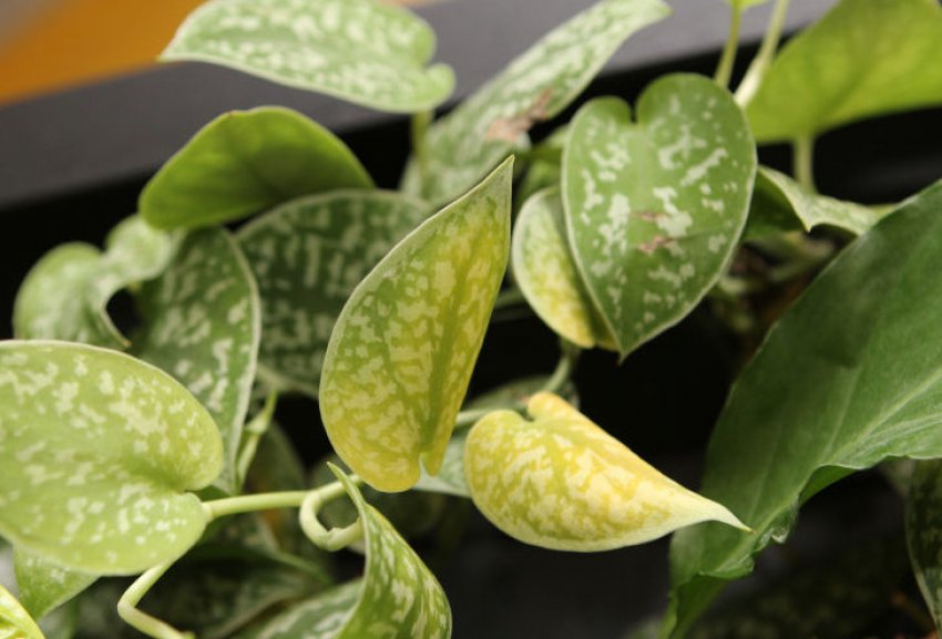 Ботритис Ботритис